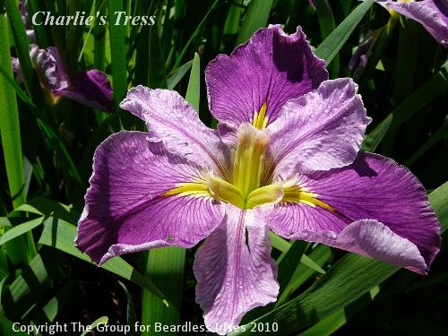 Charlie's Tress 
